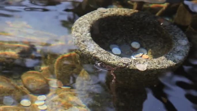 在韩国金川郡Botapsa寺游泳青蛙。