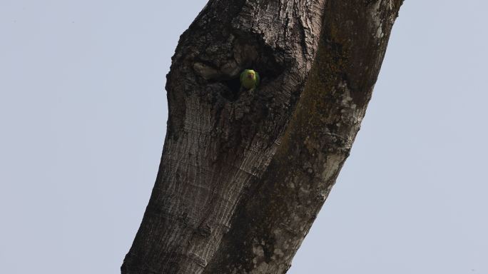 野生红领绿鹦鹉在树洞口张望