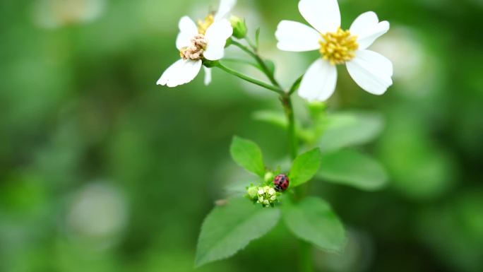 小雏菊花