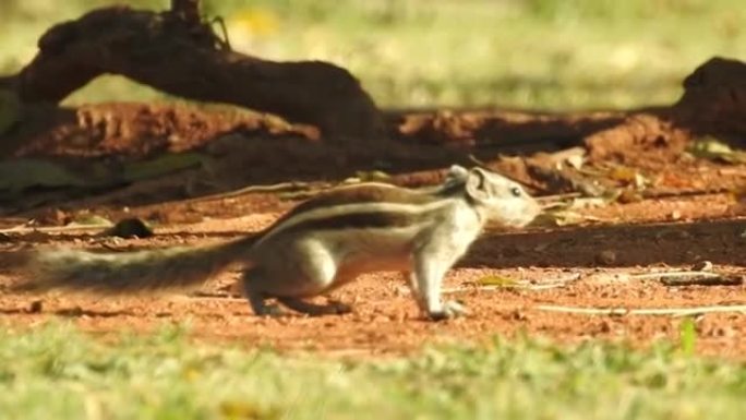 松鼠脸。树上的灰松鼠在吃食物。松鼠吃撒尿坚果特写镜头与焦点外的绿色背景和大自然中的沙子。一只松鼠在森