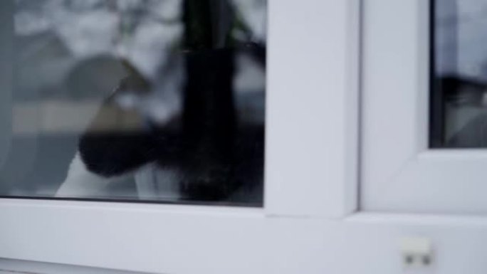 一只有白色斑点的黑猫在玻璃后面的窗台上行走。街景。