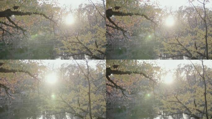 晴天的枫树在日本东京市湖附近的公园。