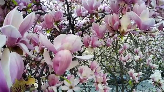 木兰花树枝在春季米兰街头慢动作镜头。意大利。