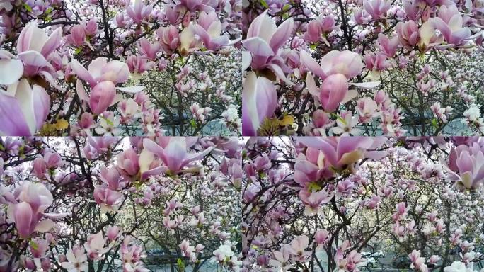 木兰花树枝在春季米兰街头慢动作镜头。意大利。