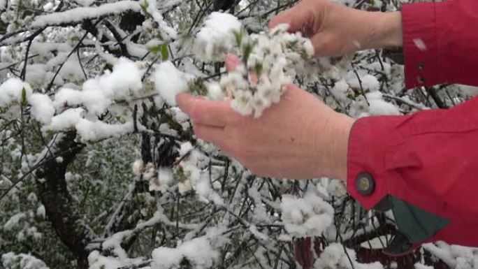 园丁从开花的樱桃树树枝上除雪