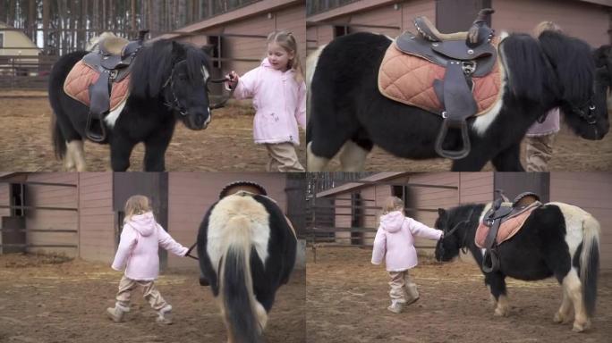 一个漂亮的女孩带着小马散步。孩子照顾宠物。牧场上的一个男人和一匹马带着缰绳在围场散步。
