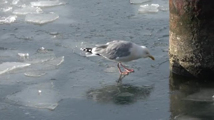 德国基尔港冻水上的海鸥