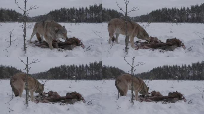 两只狼-(鸟瞰图) 和死去的马鹿，在白雪和冬季森林中奔跑，白俄罗斯