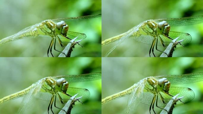 蜻蜓-微距摄影。