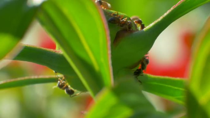 许多黑园蚂蚁在牡丹花上收集甜花蜜。宏观自然世界。