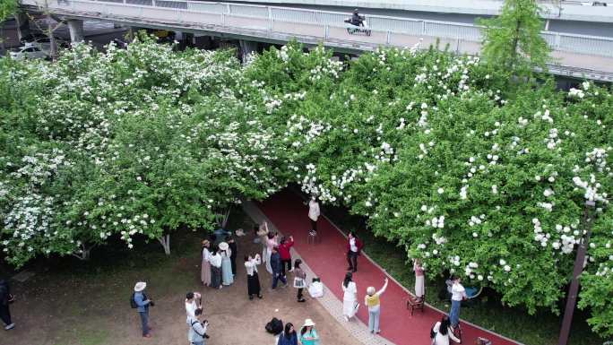 紫凤公园绣球花