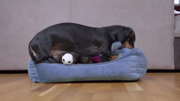 黑色腊肠犬小狗咬毛绒玩具坐在舒适的蓝色宠物枕头木地板上，在光室近距离观看