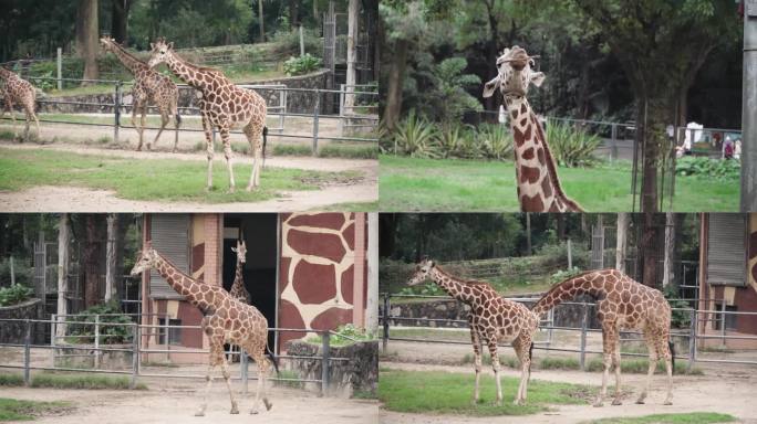 4k动物园长颈鹿悠闲生活