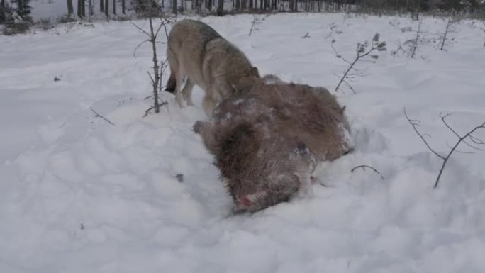 两只狼-(鸟瞰图) 和死去的马鹿，在白雪和冬季森林中奔跑，白俄罗斯