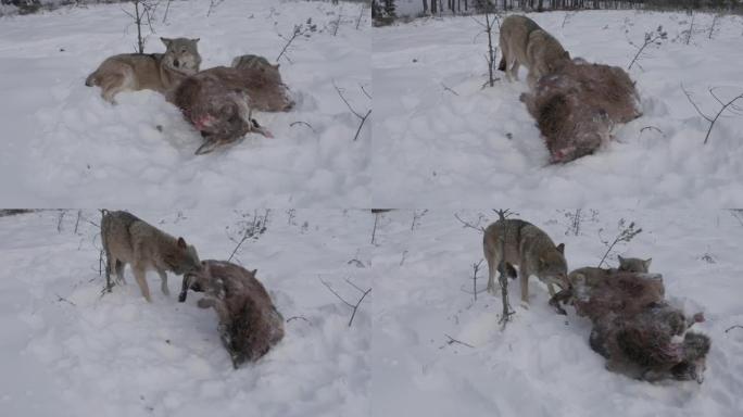 两只狼-(鸟瞰图) 和死去的马鹿，在白雪和冬季森林中奔跑，白俄罗斯