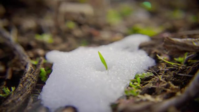 青草上融雪的时光倒流