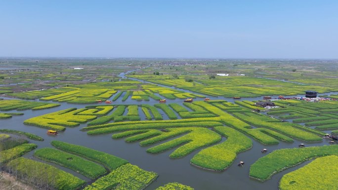 江苏兴化千垛油菜花