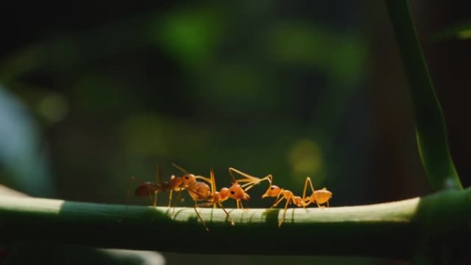 红蚂蚁在自然绿色深底树枝上