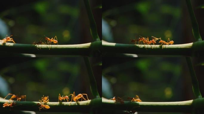 红蚂蚁在自然绿色深底树枝上