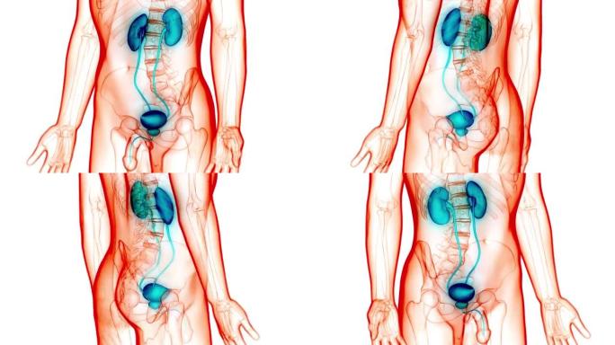 具有膀胱解剖动画概念的人类泌尿系统肾脏