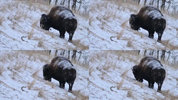 伍德野牛 (bison Bison athabascae) 在加拿大艾伯塔省麋鹿岛国家公园冬季降雪中