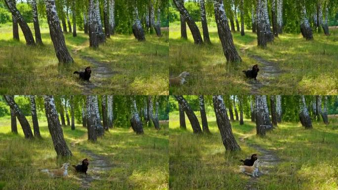 森林里的狗在无人机上吠叫。黑宠物抬头看着无人机缓慢飞行。有趣的血统宠物在户外玩耍。