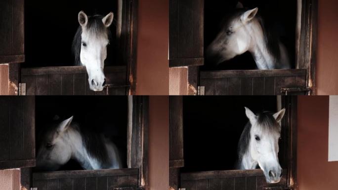 站在被关起来的马厩里，黑鬃毛的白马看起来很悲伤。