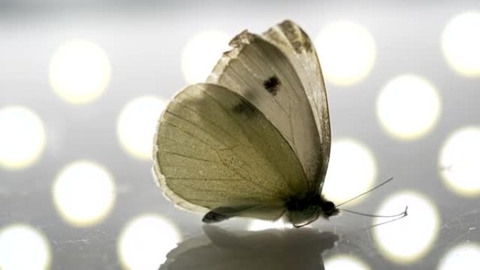一只蝴蝶站在反光表面上的转盘镜头，背景是点图案。