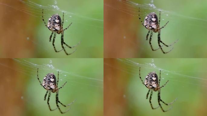 蜘蛛挂在网上-宏