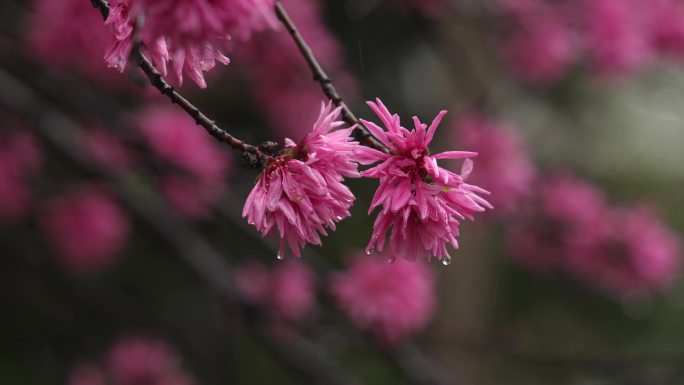 雨水打湿花朵