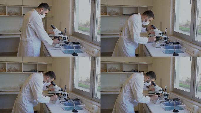 男性农艺师在实验室用显微镜检查种子，4k视频