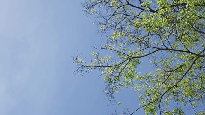 阳光穿过树叶小清新唯美