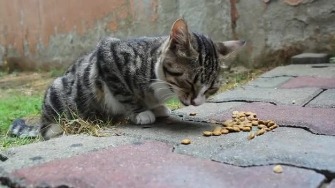 可爱饥饿的流浪猫在花园里吃猫粮，而蚂蚁在附近走动