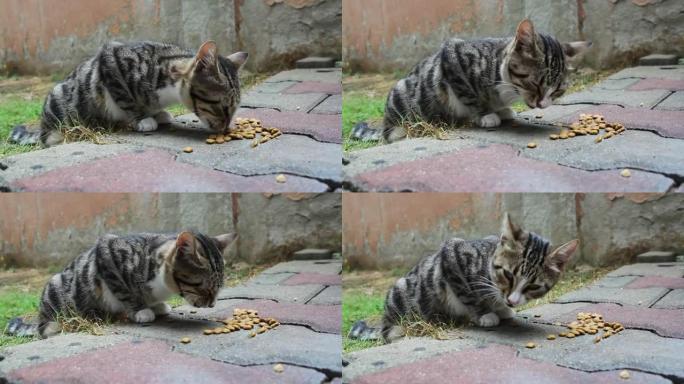 可爱饥饿的流浪猫在花园里吃猫粮，而蚂蚁在附近走动