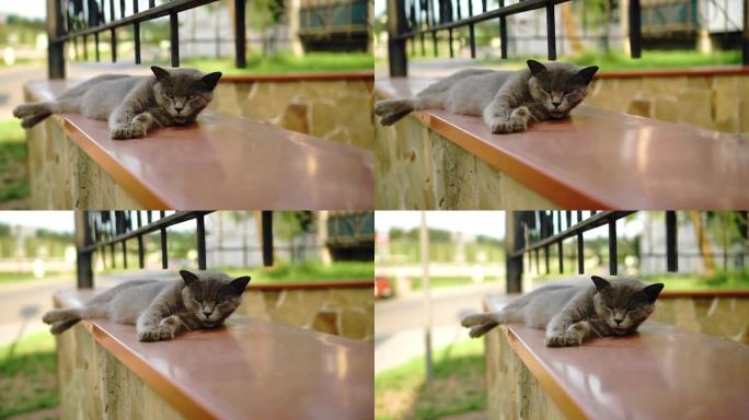 酷猫躺在街上的栅栏上休息。酷无礼的动物。