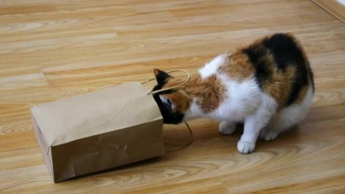 一只猫和一个包