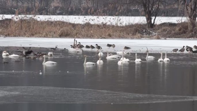 生活在韩国冬湖的大白天鹅