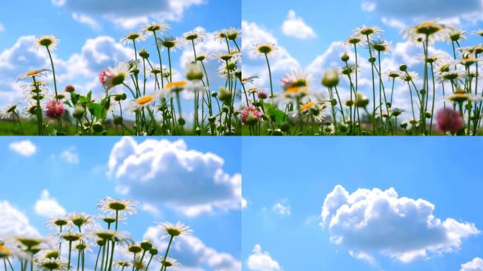 晴朗的蓝天下令人愉快的洋甘菊。甲虫在花上爬行。宏视频