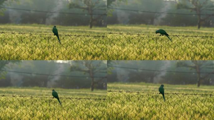 绿色长尾小鹦鹉配麦穗。印度长尾小鹦鹉在农田里干铁网。美丽的鹦鹉喂养小黑麦耳朵。