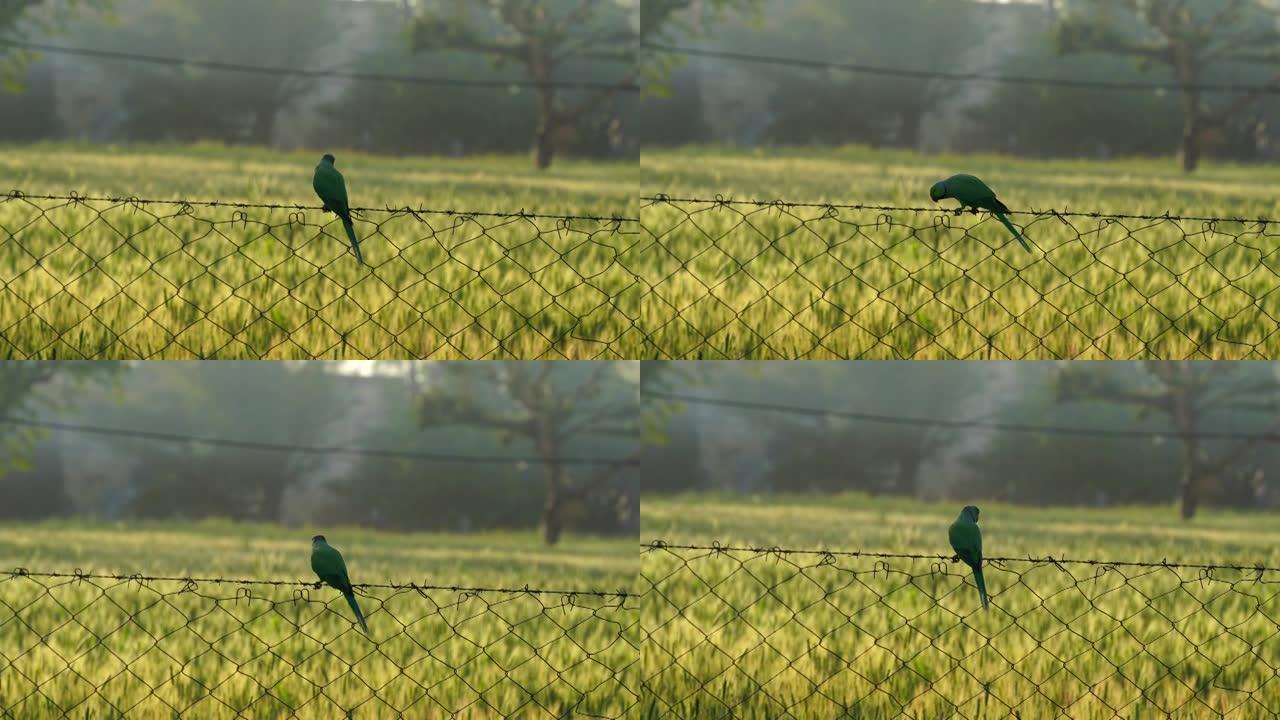 绿色长尾小鹦鹉配麦穗。印度长尾小鹦鹉在农田里干铁网。美丽的鹦鹉喂养小黑麦耳朵。