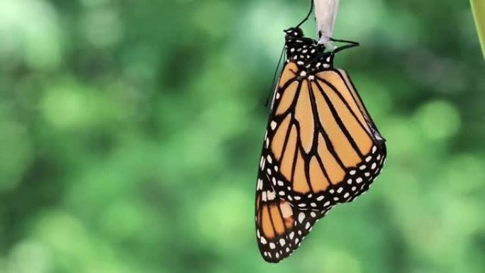 雄帝王蝶在蛹上晾干翅膀，张开触角前后移动