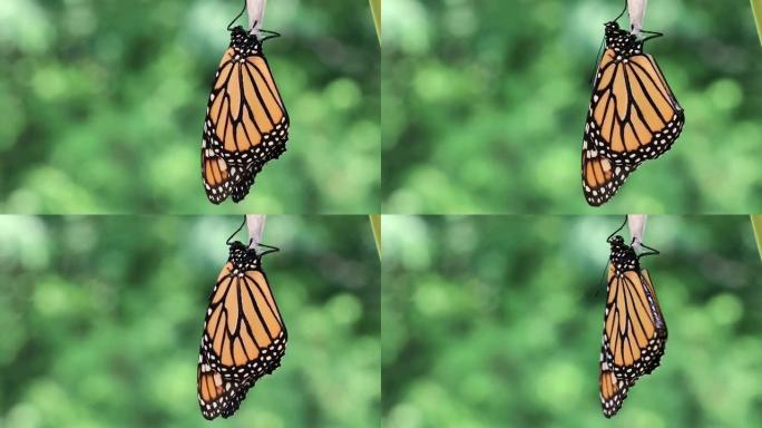雄帝王蝶在蛹上晾干翅膀，张开触角前后移动