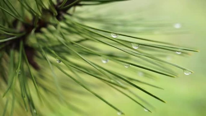 雨滴中绿针湿松枝