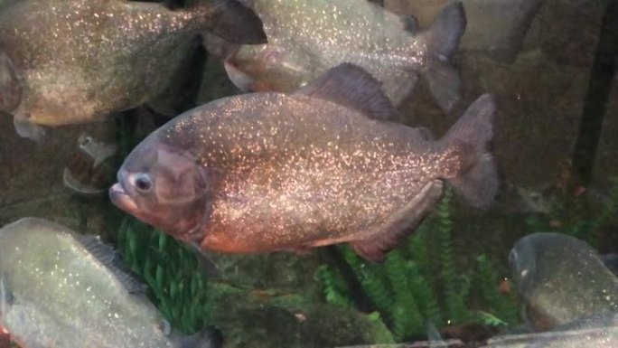 手持，在巨型水族馆中游泳的食人鱼的特写镜头