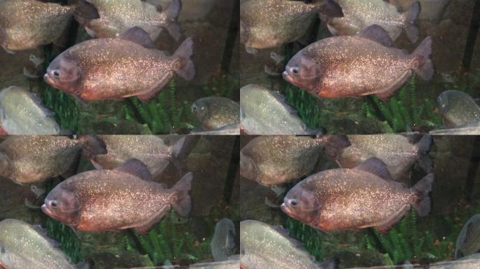 手持，在巨型水族馆中游泳的食人鱼的特写镜头