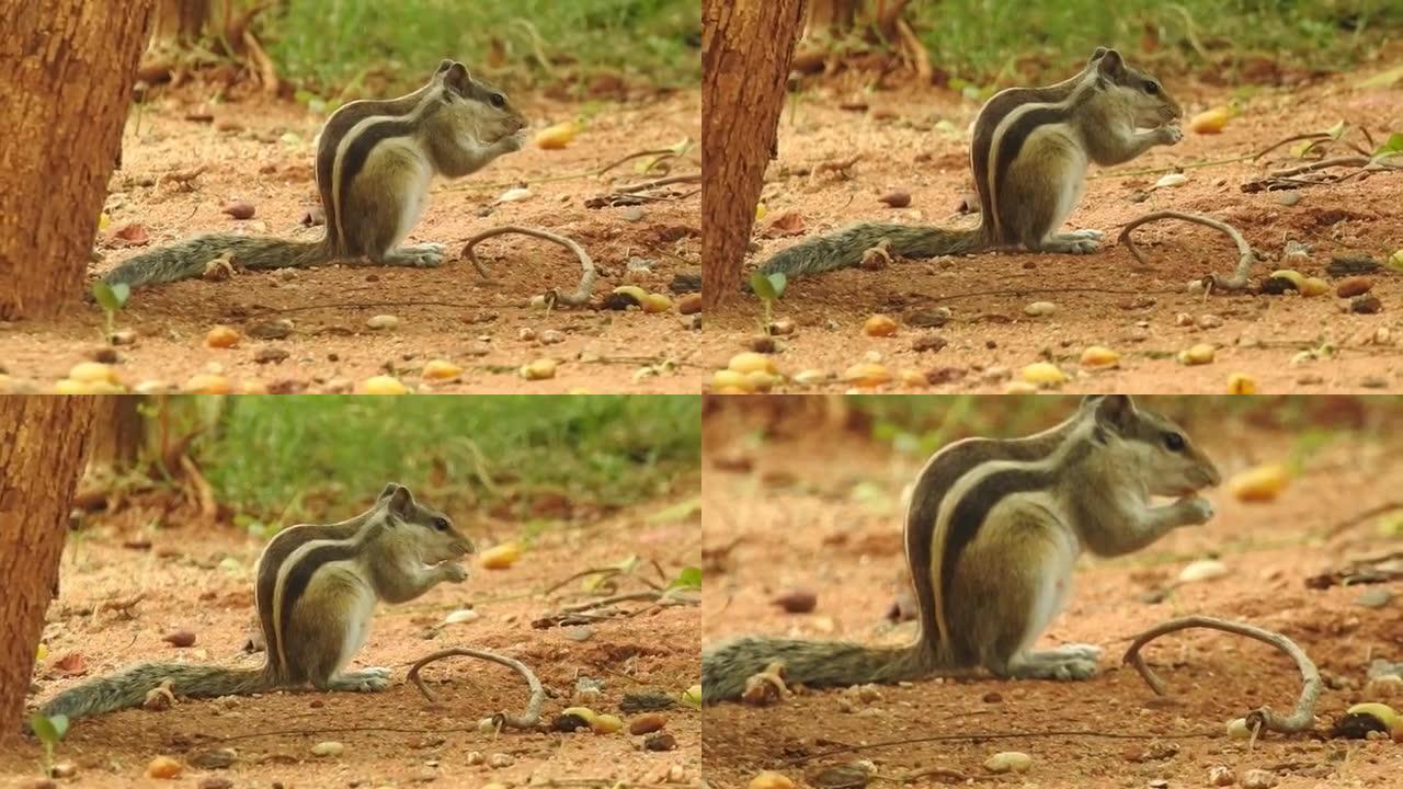 一只松鼠在森林里吃黄花的特写镜头，干叶背景孤立。松鼠脸。树上的灰松鼠在吃食物。松鼠吃撒尿坚果特写镜头