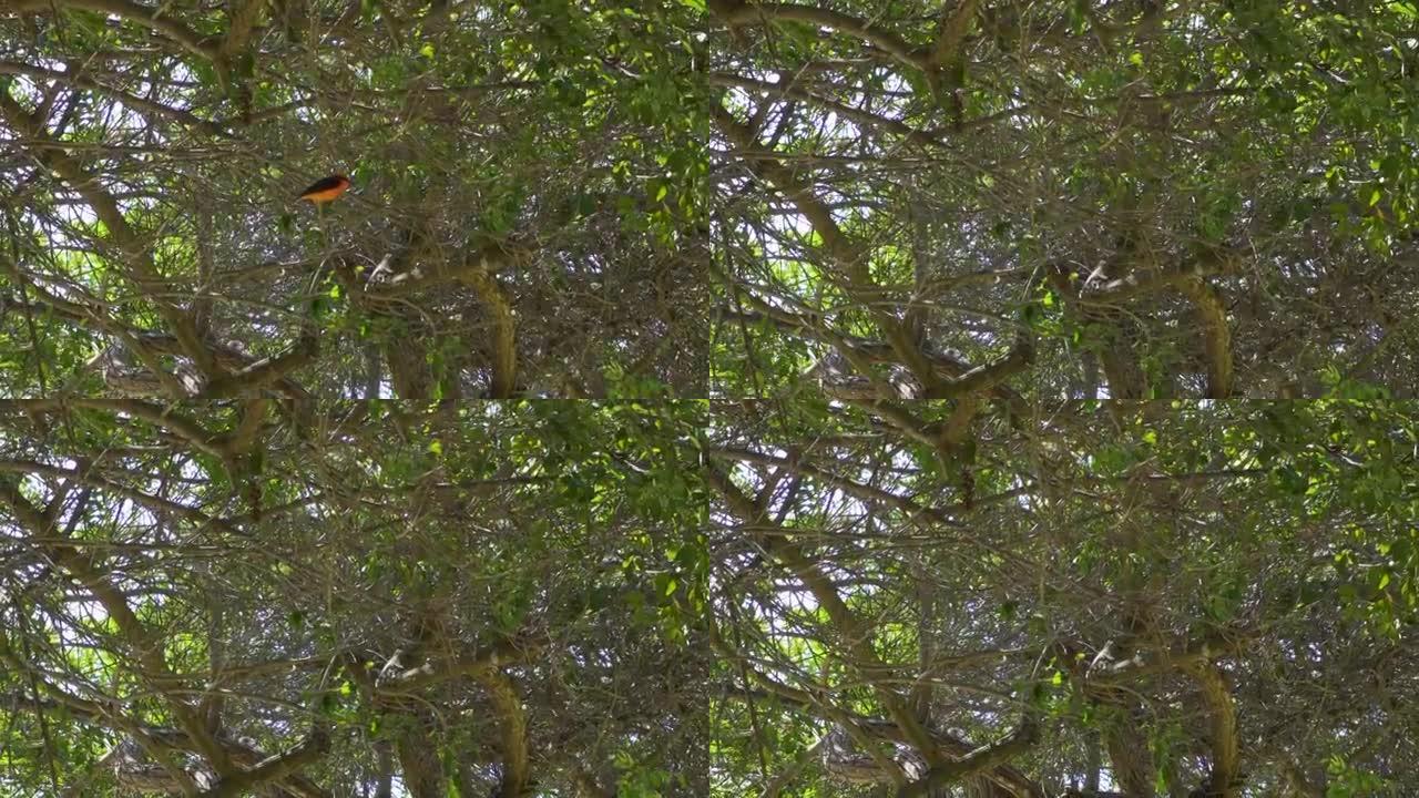 一只小鸟，胸部红色，翅膀黑色，眼睛从下面在树上看到