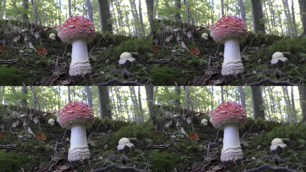美丽的伞菌(或飞木耳蘑菇)在奥地利森林