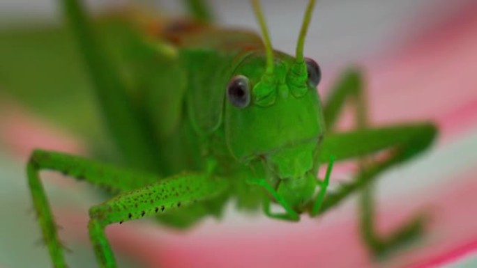昆虫的宏观拍摄。绿蚂蚱头的宏观类型。蝗虫迁徙。宏观。野外蝗虫的大眼睛。