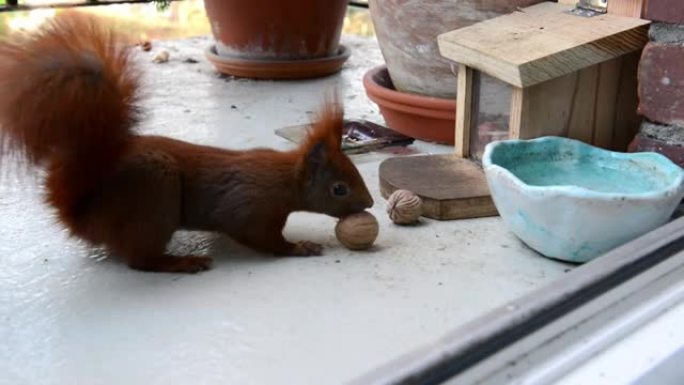 一只红发欧亚松鼠在公寓楼的城市阳台上寻找坚果